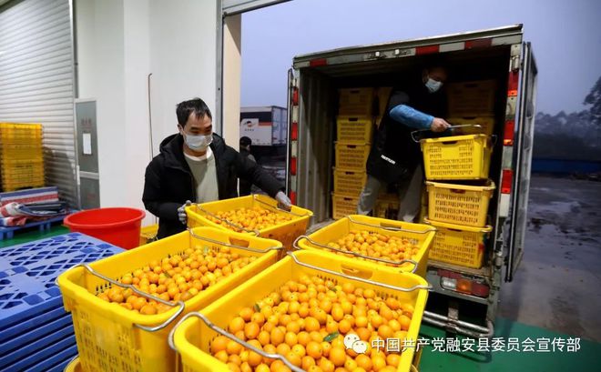 金桔电商复工，为疫情防控注入“新鲜”力量