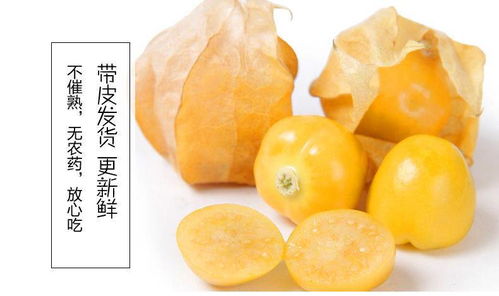 东北林间“小灯笼”——甜润姑娘果