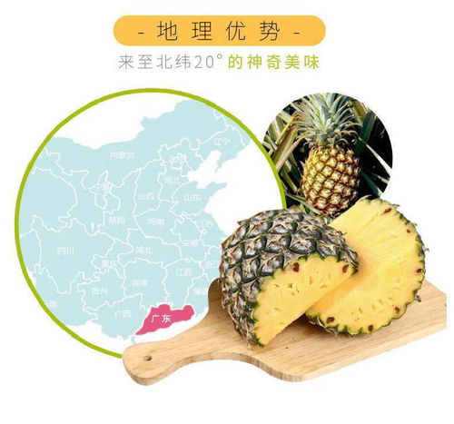 凤梨湛江徐闻新鲜水果大菠萝 情寄农品韵，香飘邮政礼盒装