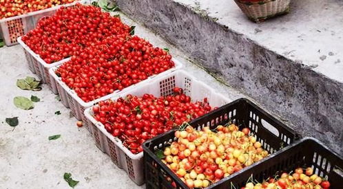 樱桃好吃难挑选，三招教你挑到新鲜又香甜的樱桃